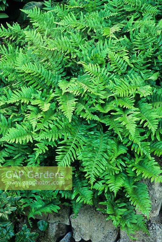 Polypodium vulgare