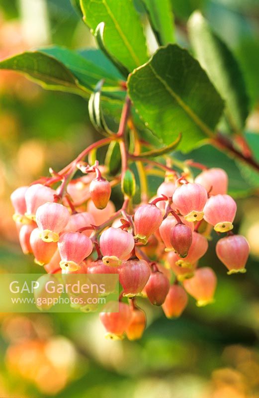 Arbutus unedo f. rubra. Close up of flowers.