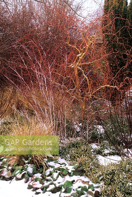 Winter Garden with snow. Bergenia 'Sunningdale', Anemanthele lessoniana, Stipa arundinacea, Rubus and Salix. Cambridge Botanic Gardens