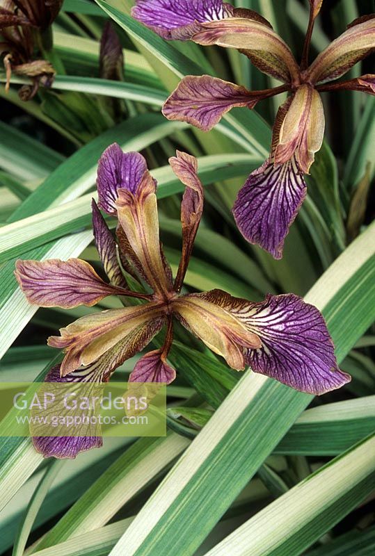 Iris foetidissima 'Variegata'. Flowers and foliage. July