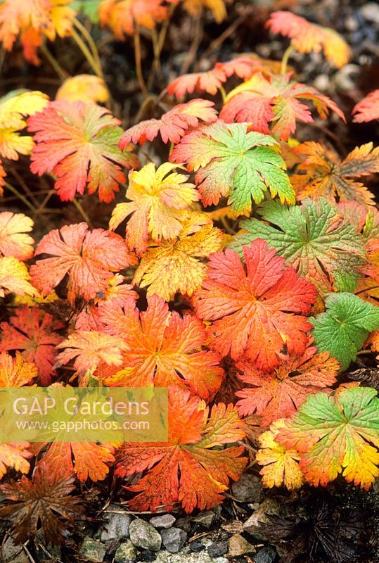 Geranium sylvaticum. Autumn foliage. November