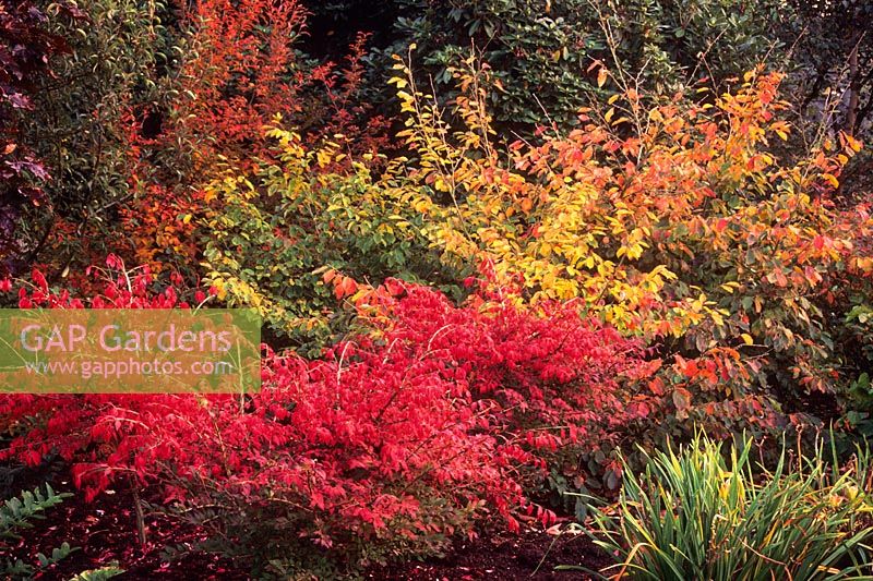 Euonymus alatus and Stewartia pseudocamellia with autumn leaves. October