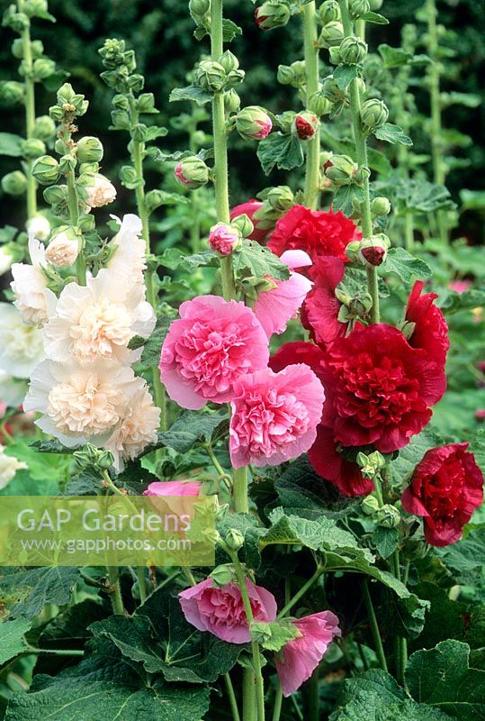 Alcea rosea 'Chater's Double'