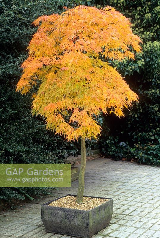 Acer palmatum 'Dissectum' trained as a standard in a container. Autumn colour. September