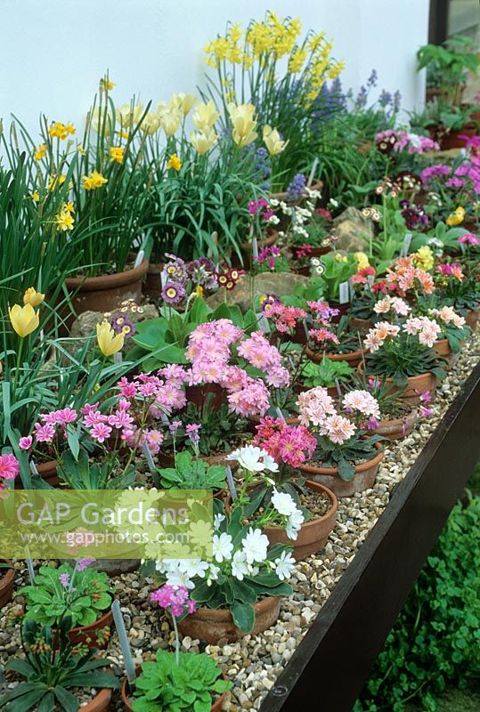 Bench in alpine house. Pots plunged in gravel. Spring. Lewisias, Primulas, species tulips, Primula auriculas and narcissus. April