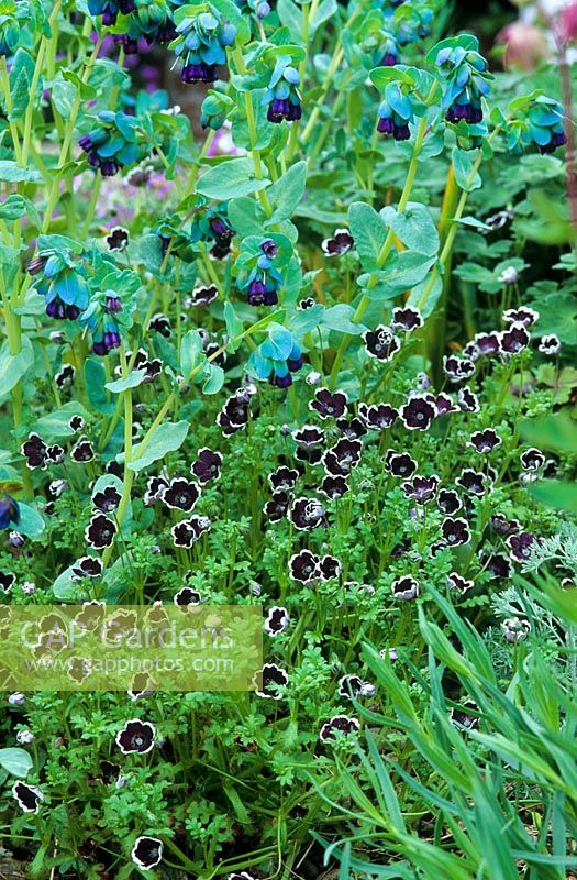 Nemophila menziesii 'Penny Black' with Cerinthe major 'Purpurascens. May.