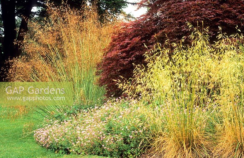 Deschampsia cespitosa 'Goldschleier' 'Golden Veil', Stipa gigantea and Geranium 'Wargrave Pink' against backdrop of purple foliage of Acer palmatum 'Dissectum Atropurpureum' July. Cambridge Botanic Gardens.