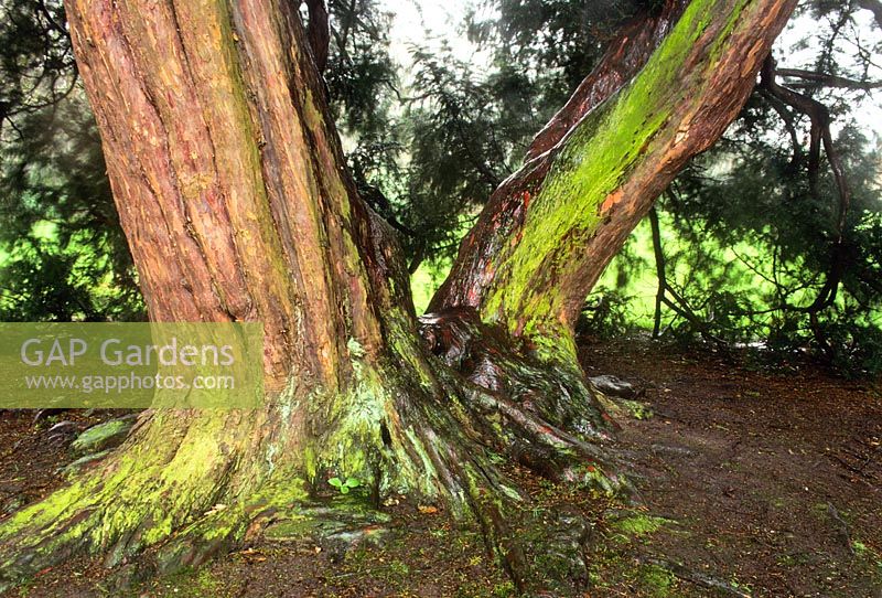 Taxus baccata. Detail of trunk of mature tree with green algae