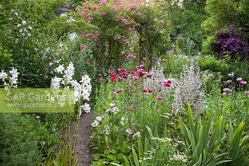 A small path winds through a naturalistic garden with Climbing Roses, Clematis, perennials and self seeders, Artemisia abrotanum, Clematis, Lavatera olbia, Lilium regale, Papaver somniferum, Rosa, Salvia sclarea var. turkestanica and Tanacetum parthenium 