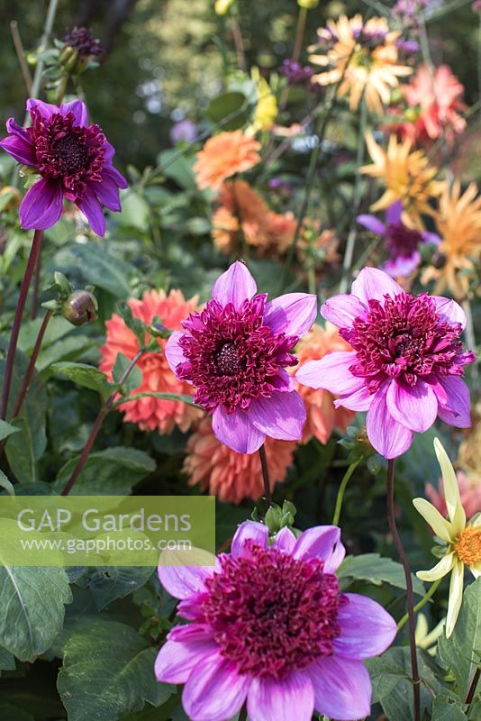 Dahlia 'Blue Bayou', Dahlia 'Honka'