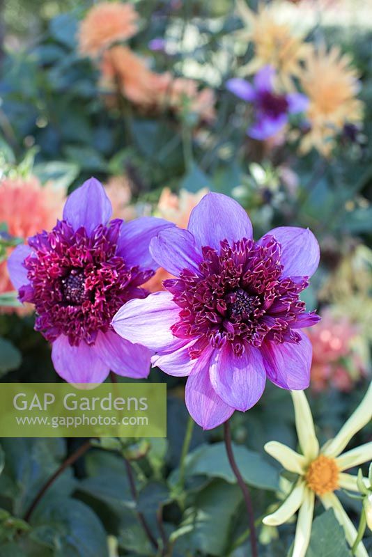 Dahlia 'Blue Bayou', Dahlia 'honka'