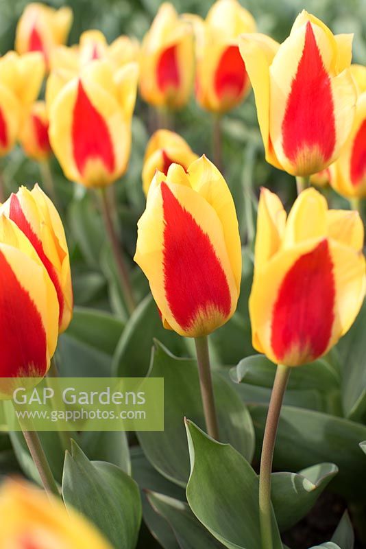 Tulipa kaufmanniana 'Stresa' 