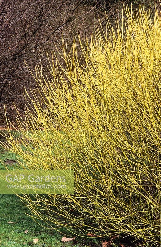 Winter stems of Cornus stolonifera 'Flaviramea'. Golden-twig dogwood