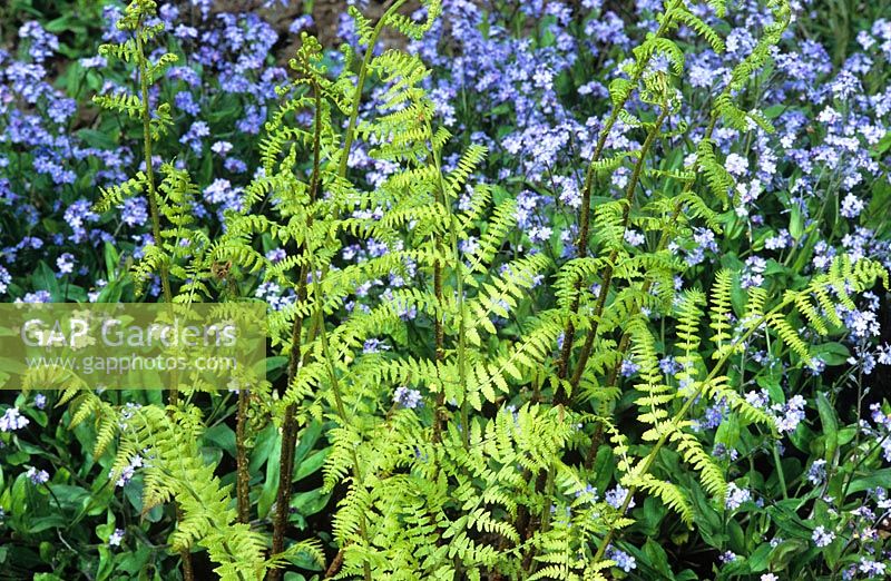 Dryopteris ramosa and forget-me-nots - Myosotis