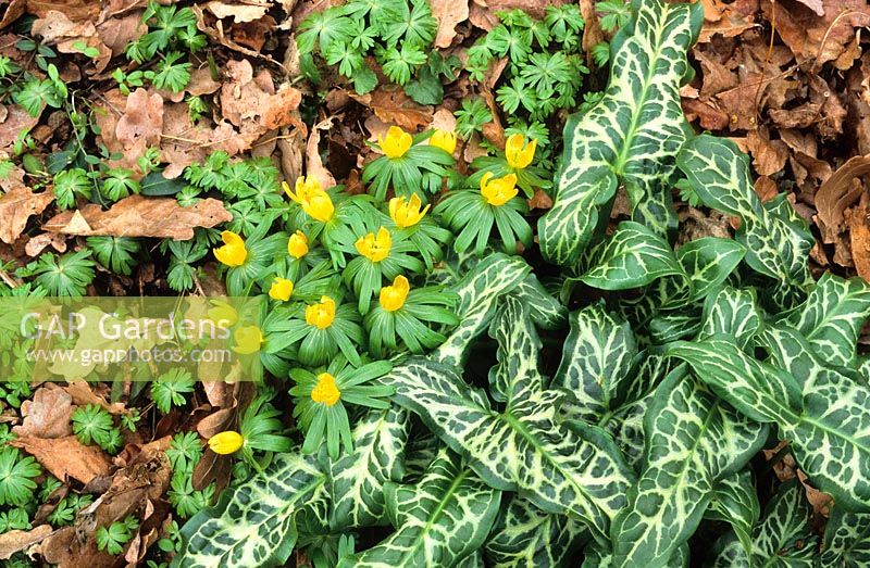 Eranthis hyemalis - Winter aconites with the foliage of Arum italicum 'Pictum' syn  A. italicum subsp. italicum 'Marmoratum'