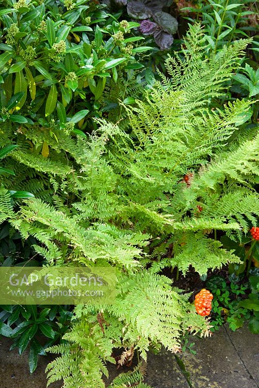 Athyrium filix-femina 'Clarissima Jones' with Skimmia x confusa 'Kew Green'. Lady fern or common lady-fern