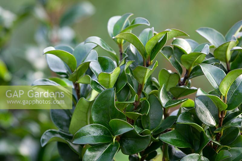 Ligustrum japonicum 'Rotundifolium'. Japanese Privet