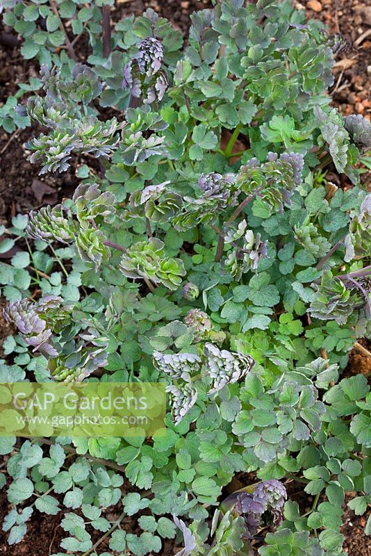 Thalictrum flavum subsp. Young spring foliage of glaucum
