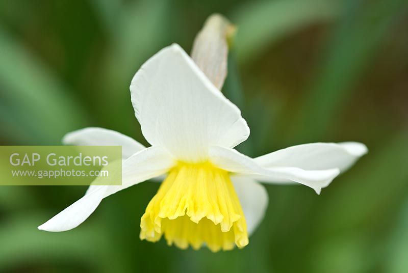 Narcissus 'Mitylene', bred by Rev Engleheart pre 1923
