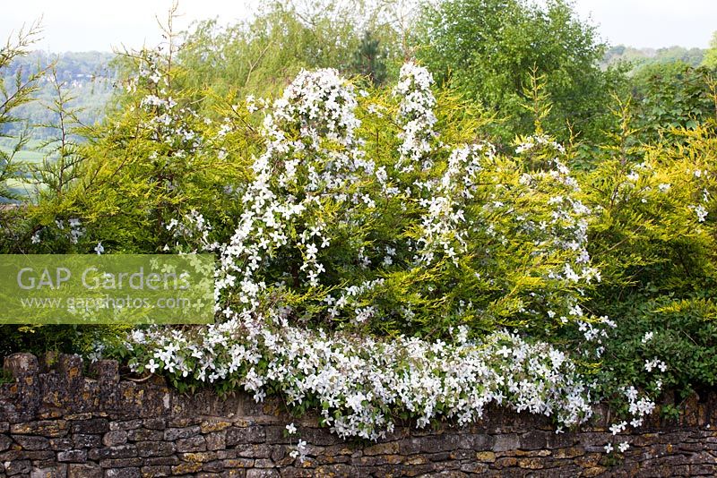 Clematis montana growing over a hedge of conifers