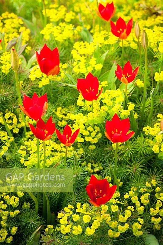 Tulipa sprengeri Trotter's form growing through Euphorbia cyparissias at Bob Brown's Cotswold Garden Plants