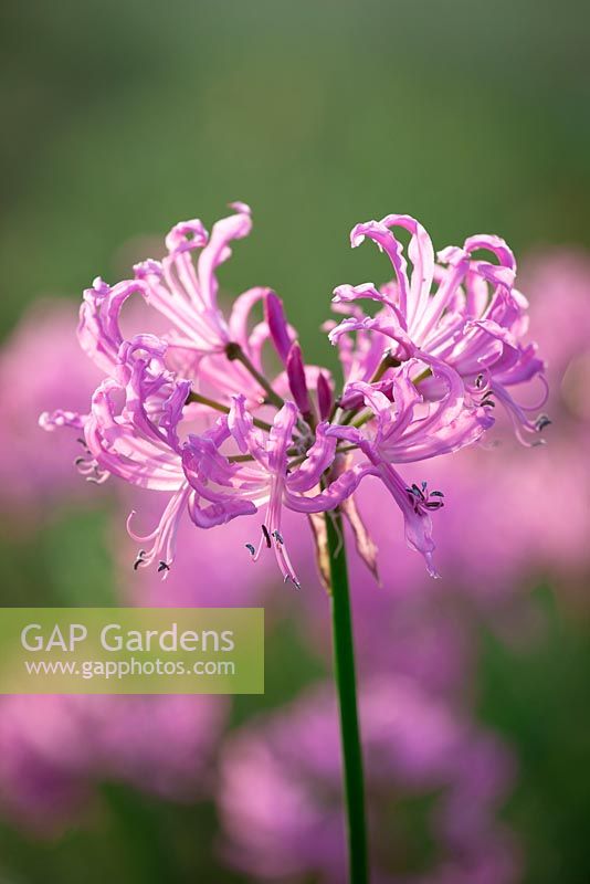 Nerine 'Pink Triumph'