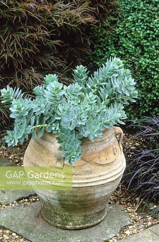 Greek style amphora pot planted with Euphorbia myrsinites. Broad-leaved glaucous spurge