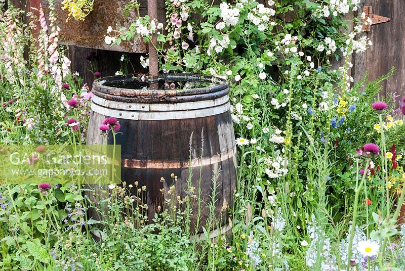 Oak barrel water butt - The Fetzer Sustainable Winery Garden, RHS Chelsea Flower Show 2007