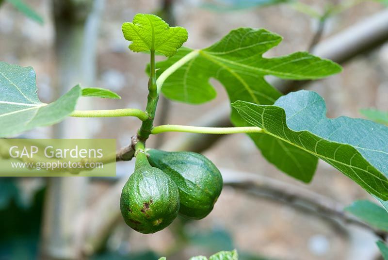 Ficus carica - ripening figs