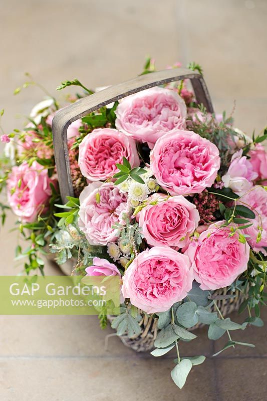 Pink roses in an arrangement in a basket. Rose 'Rosalind' and 'Miranda' cut flower rose varieties from David Austin Roses