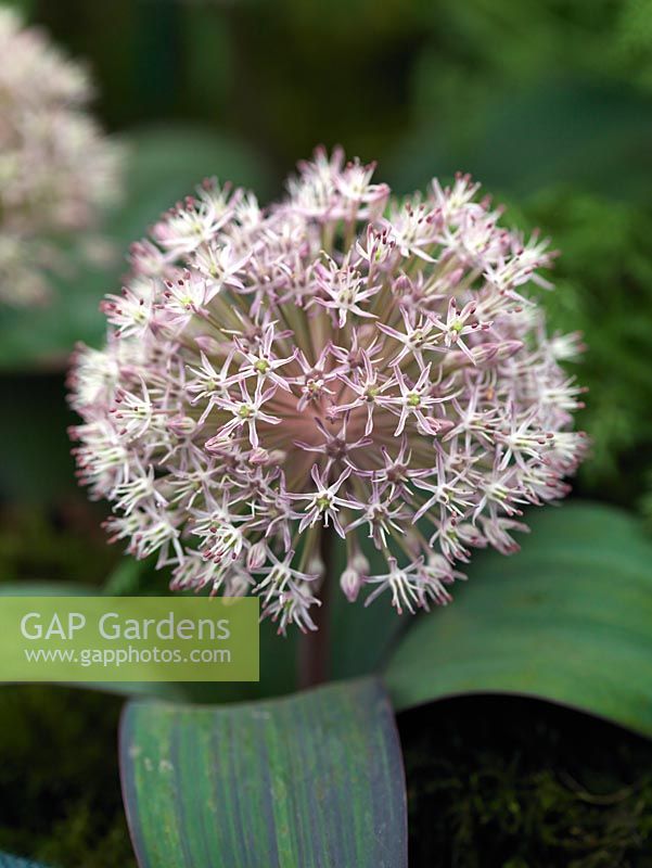 Allium Karataviense, ornamental onion, a low growing bulb with broad silvery green leaves and 6cm flowers made up of dozens of pinkish white flowerlets. Flowers from spring.