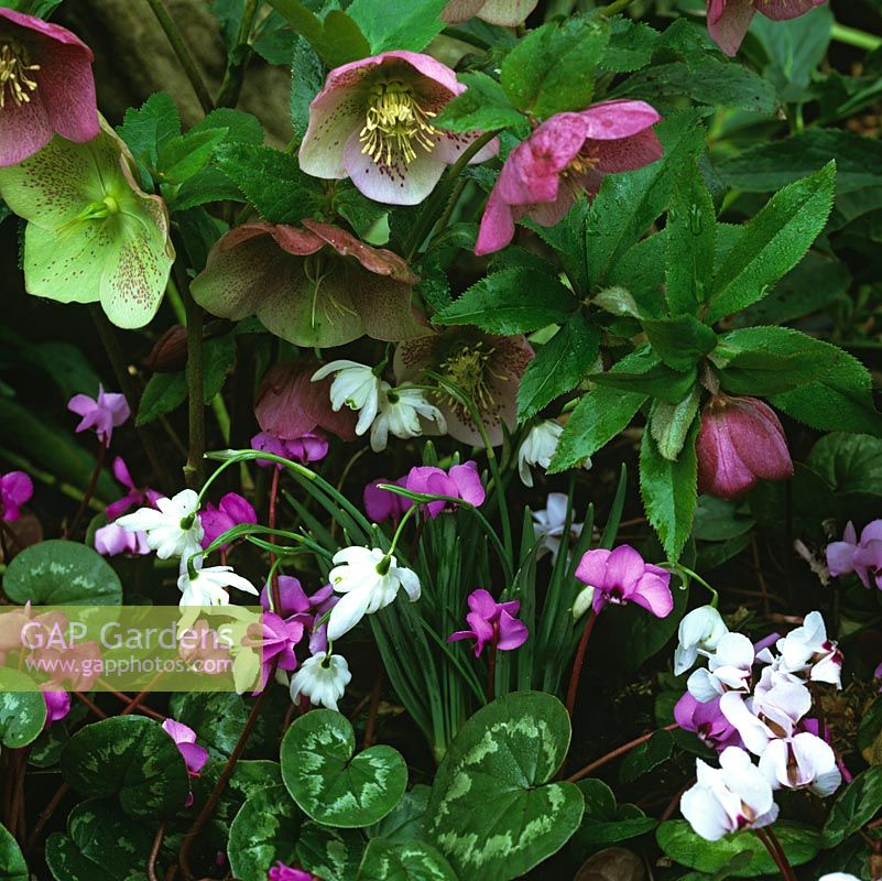 Spring combination of snowdrop - Galanthus elwesii, pink Cyclamen coum and Cyclamen coum f. albissimum peeping out from beneath Helleborus orientalis.