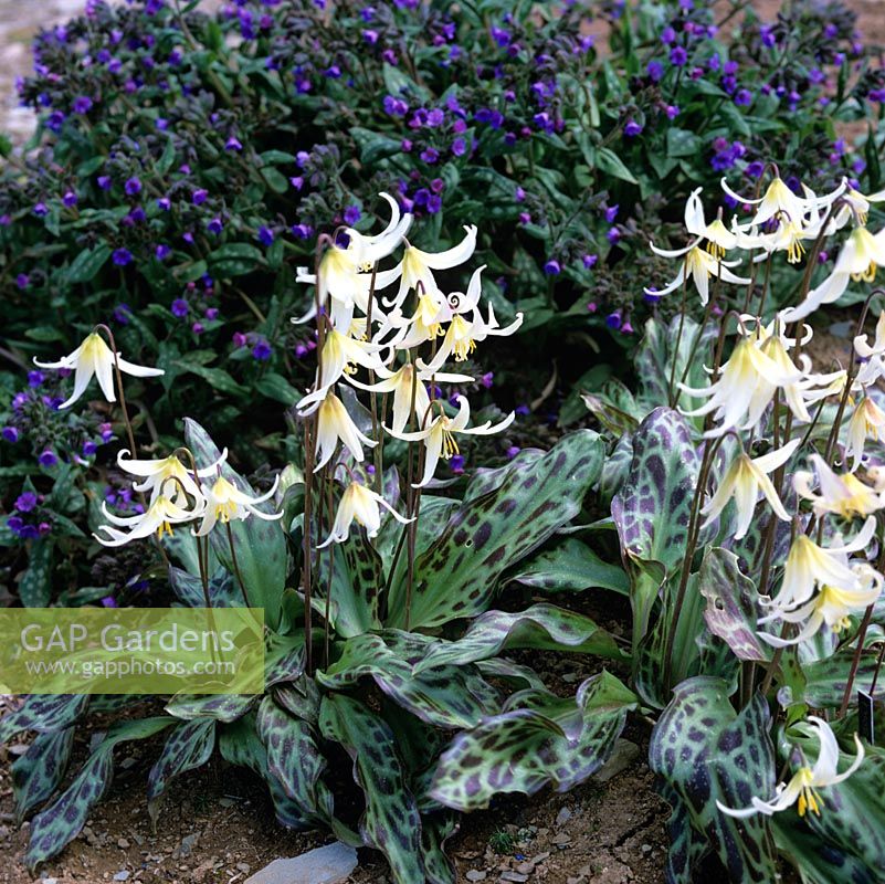 Erythronium seedling, dogs tooth violet, a bulbous perennial bearing pretty flowers in yellow in spring. Wildside seedling P.1.