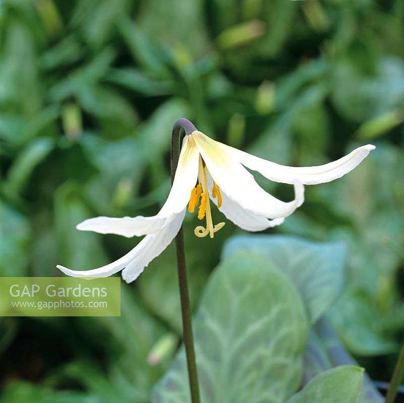 Erythronium oregonum, dogs tooth violet, a bulbous perennial bearing pretty flowers in creamy white in spring.