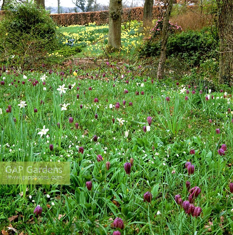 Mature woodland is carpeted in Fritillaria meleagris - snakes-head fritillaries in spring.
