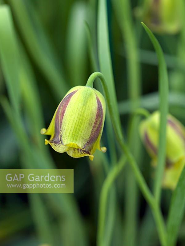 Fritillaria acmmopetala, fritillary, a 30cm tall bulb with jade green hanging, bell-shaped flowers with chocolate brown markings. Flowering in spring.