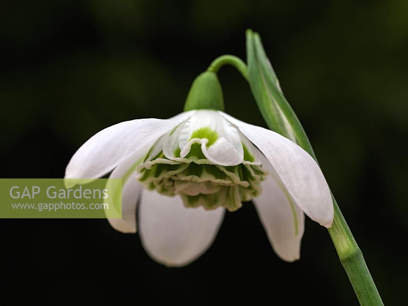Galanthus 'Hill Poe', a much-loved double with a rosette of tightly packed, green-edged inner segments beneath approximately five outer segments.
