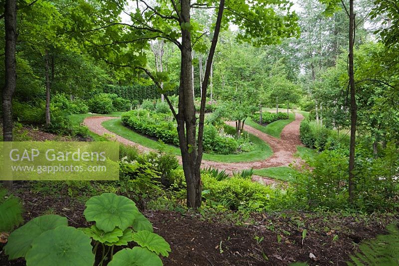 Petasites japonicus - Butterbur and view of flower beds and cedar mulch paths through silhouetted deciduous tree trunks in front yard country garden in summer, Quebec, Canada