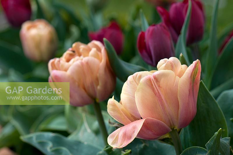 Tulipa 'La Belle Epoque' planted with Tulipa 'Ronaldo'