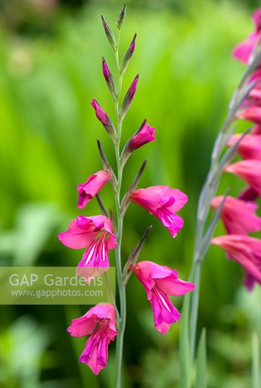 Gladiolus communis subsp. byzantinus.