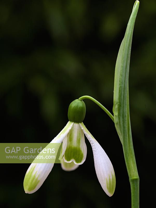 Galanthus 'Modern Art', a snowdrop with a long leafy spathe, narrow outer segments marked with green, stiffly pointing downwards, and green marked, slender inner. Graceful.