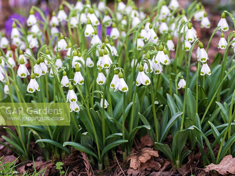 Galanthus plicatus 'Trym', a healthy clump of this snowdrop with its trademark flaring outer segments.