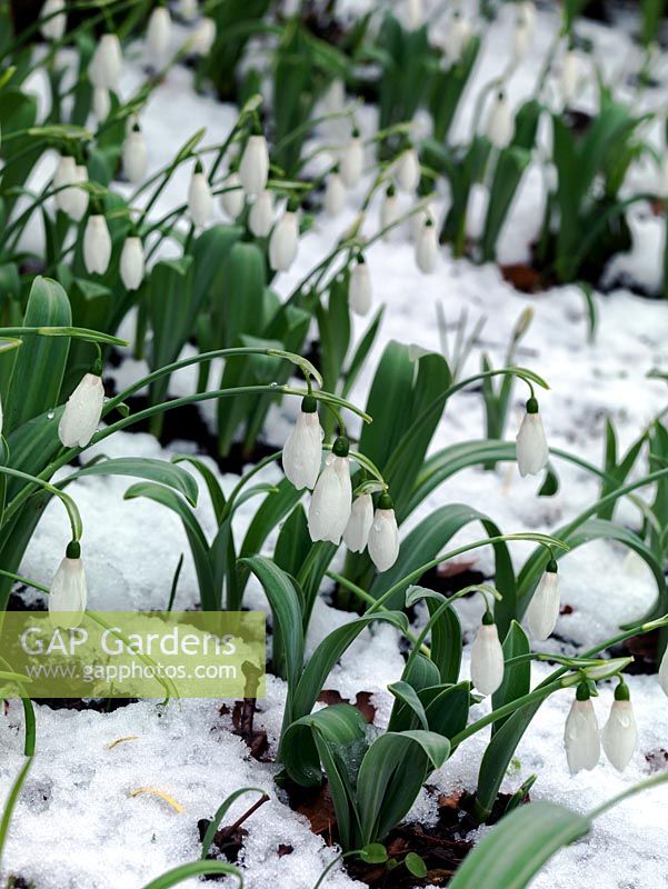 Galanthus elwesii var. monosticus. Snowdrops in snow with distinctive, broad glaucous leaves.