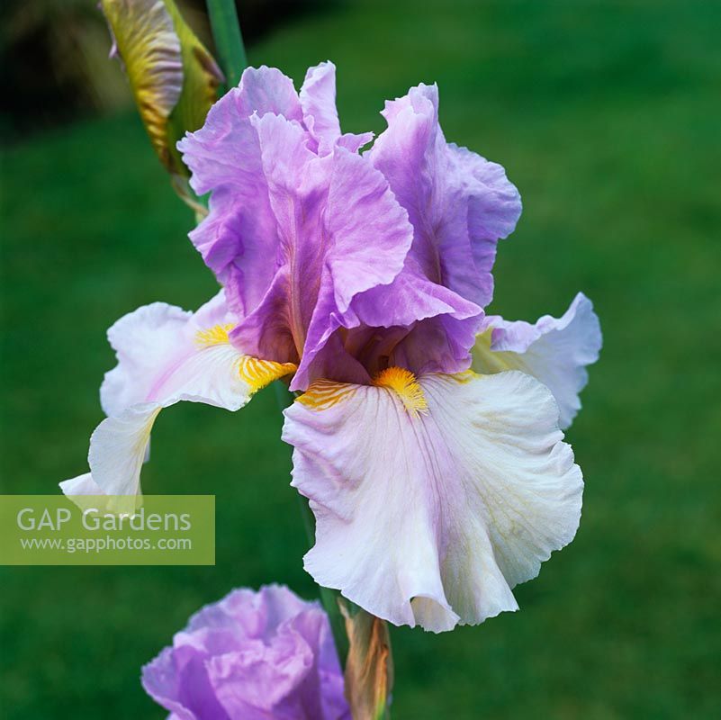 Iris 'Dawn of Change', an American bearded iris with a golden beard and veins on white falls, beneath violet standards. Flowers in early summer.