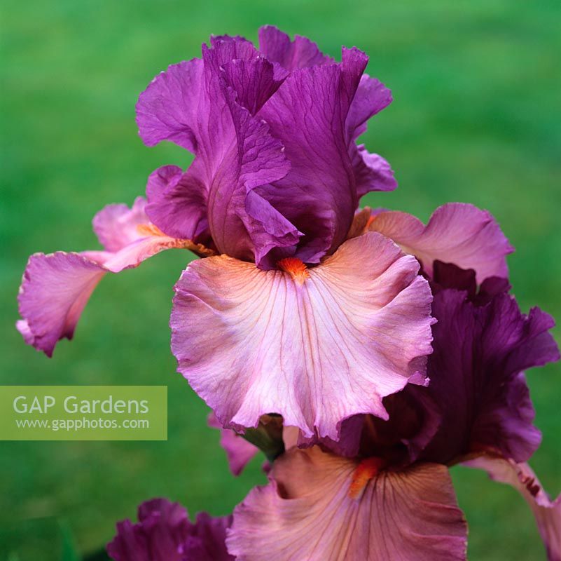Iris 'Dandy Candy', an American bearded iris with bright orange beard on pink falls beneath deep violet standards. Flowers in early summer.