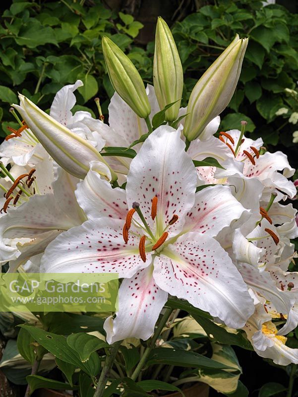 Lilium 'Muscadet', a white oriental hybrid lily with gorgeous, spotted flowers.