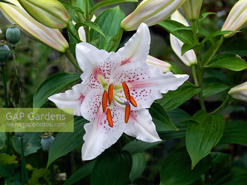 Lilium 'Muscadet', a fragant clump forming perennial with white flowers which flush pink in summer.