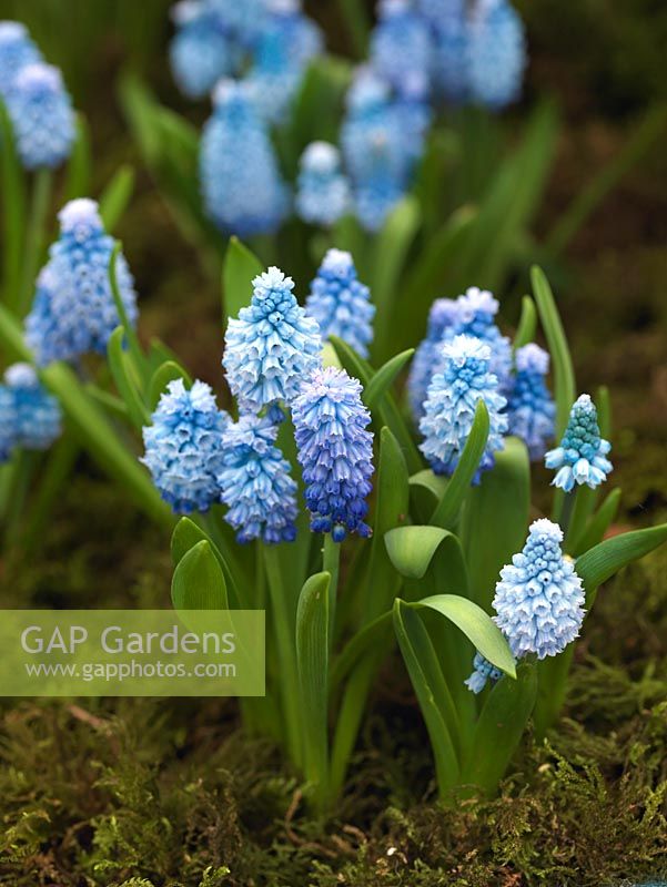 Muscari azureum, grape hyacinth, a tiny bulb with tightly packed, powder blue flowers that open from the tips. Flowers in spring. 8cm high.