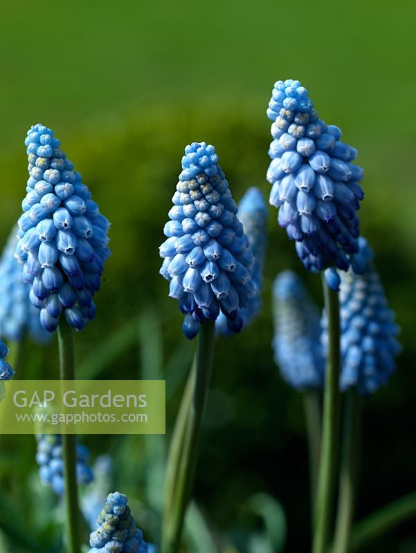 Muscari armeniacum 'Valerie Finnis', grape hyacinth, a small bulb that flowers in winter with stems bearing pretty, clear porcelain blue flowers.