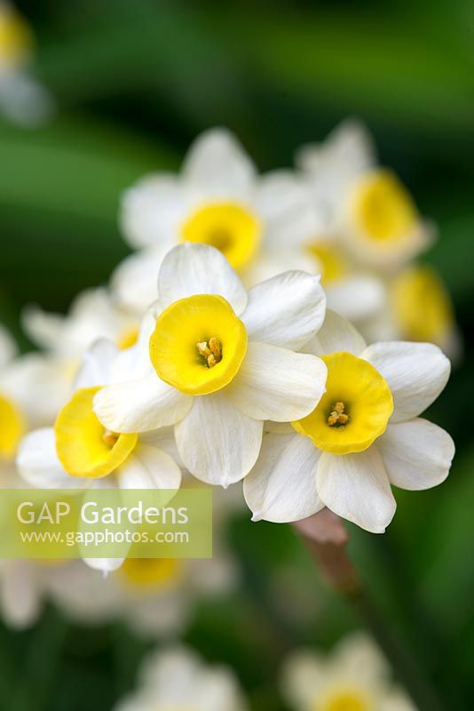 Narcissus tazetta Avalanche, paperwhite or bunch flowered narcissus, a sweetly fragrant daffodil that thrives in pots. flowering from March onwards.